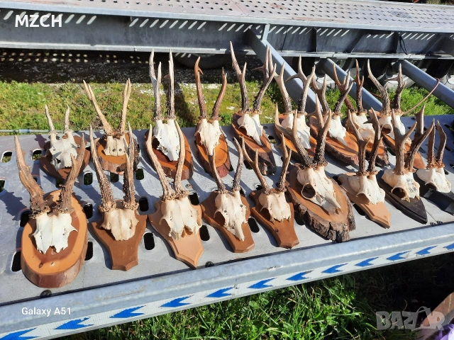 Трофей от сърндак. , снимка 3 - Декорация за дома - 54045665