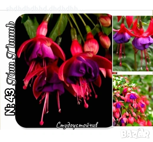 Фуксия за Градината и Балкона , снимка 8 - Градински цветя и растения - 54220620