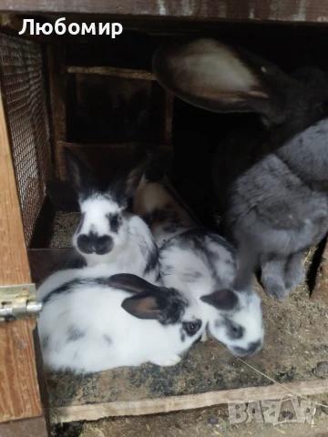 Продавам зайци, снимка 6 - Други - 50753326