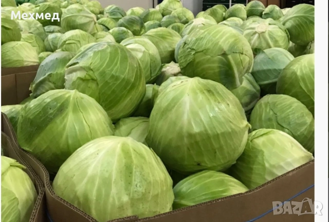 Зеле , снимка 2 - Градински цветя и растения - 53417668