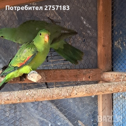 продавам червенокрили папагали чифт, снимка 3 - Папагали - 53054076