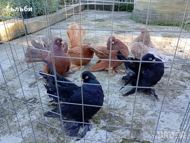 Ростовски гълъби , снимка 9 - Гълъби - 51955942