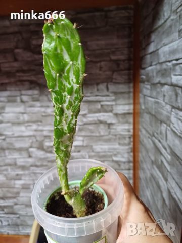 Мексикански кактус, снимка 1 - Стайни растения - 46072624