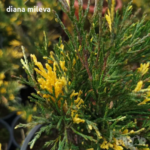 Вариегатна Хвойна,  Juniperus sabina ‘Variegata’!!!, снимка 2 - Градински цветя и растения - 48017601