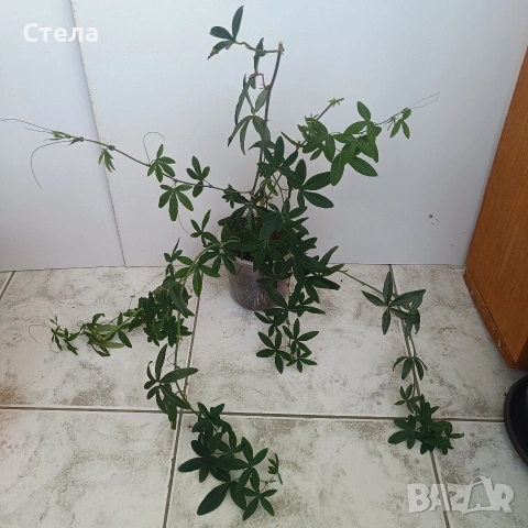 Пасифлора, бял Бенджамин, Сансевиера, мексиканска мента, Копривка , снимка 11 - Градински цветя и растения - 51170707