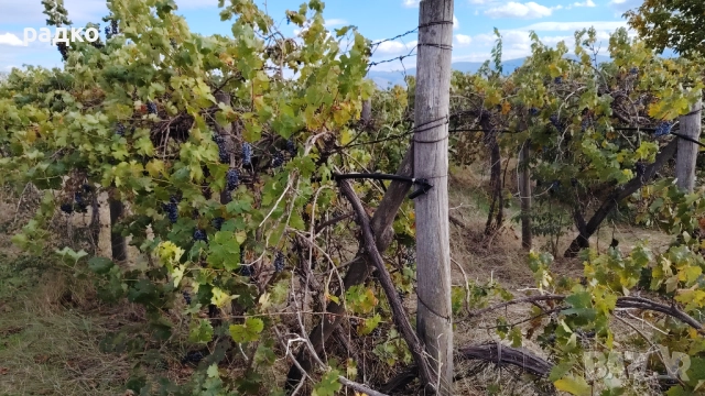 Лозе и нива до Пловдив, снимка 6 - Земеделска земя - 52655866