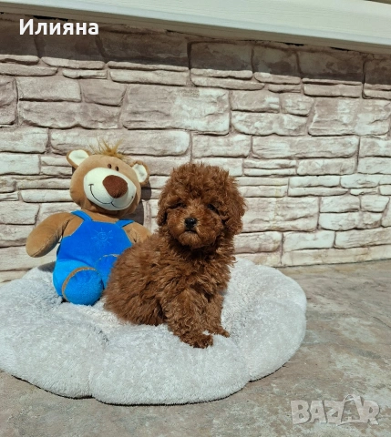 Пудел той момче, снимка 3 - Пудели - 53747944