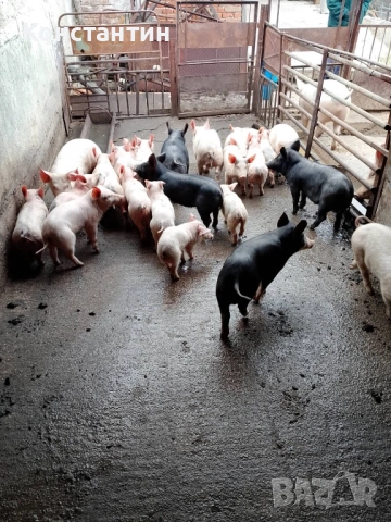 Малки прасета за угояване , снимка 3 - Прасета - 53734815
