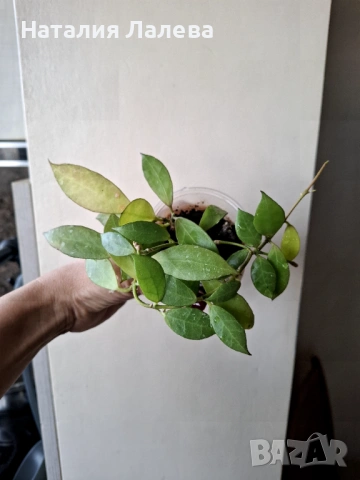 Хоя Ребека, hoya rebeca, снимка 5 - Стайни растения - 53409572