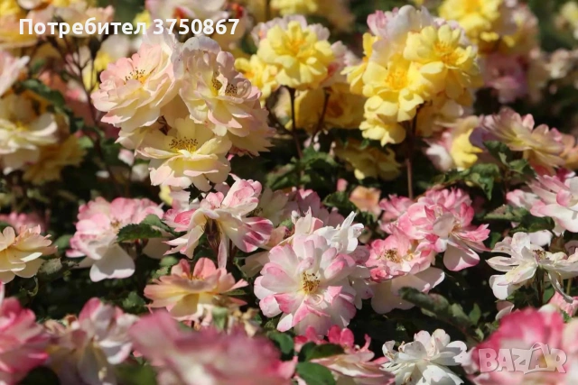 🌹 РОЗА 🌹 REVE DE PARIS ® Meilowmye, снимка 2 - Градински цветя и растения - 53662556