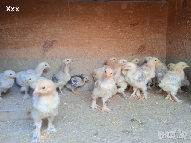 Джак ръселчета на 40 дни.Млади пуйки, кокошки Брама, пилета и юрдечки, снимка 8 - Кокошки и пуйки - 40604731