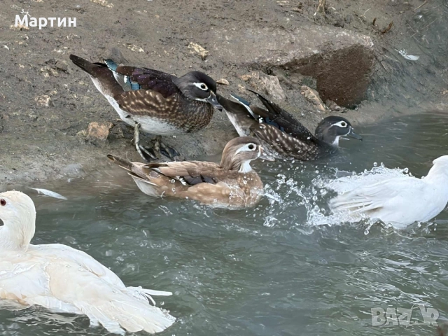 Патици Каролинки , снимка 9 - други­ - 51497214