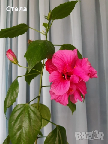 комплект цветя 10 евро 