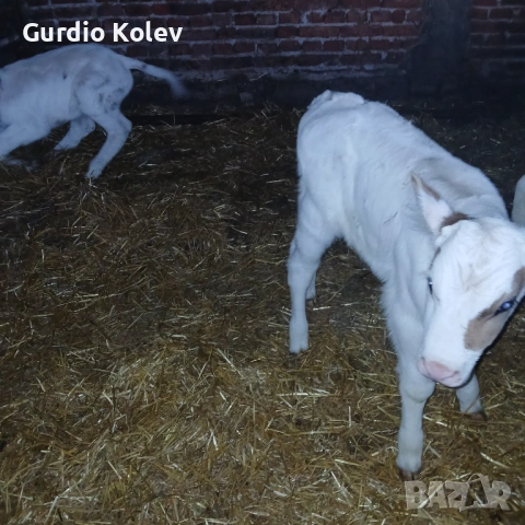 Едри Сукалчета , снимка 4 - Крави - 54282536