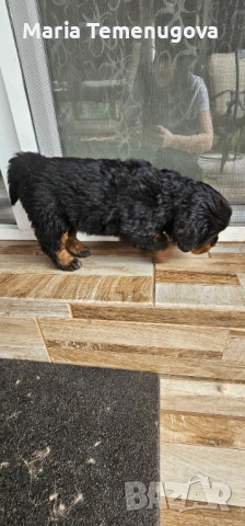 Тибетски мастиф , снимка 6 - Мастиф - 53327433