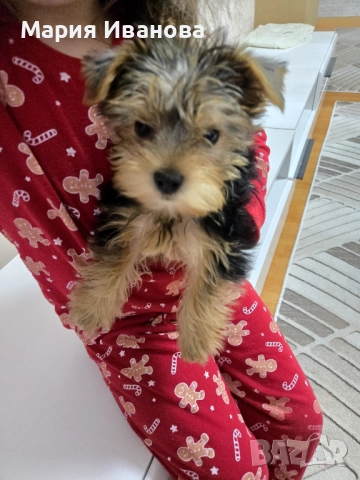 Продавасе йорки , снимка 1