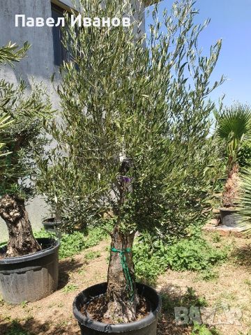 Маслиново дърво за перфектният декор на вашата градина!!!, снимка 15 - Градински цветя и растения - 46413845