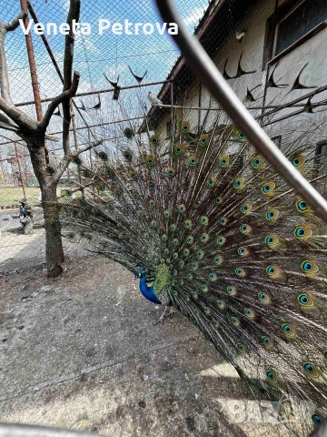 Село Върбешница община Мездра, снимка 2 - Парцели - 53717955