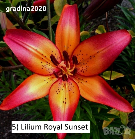 Луковици на Лилиум, снимка 2 - Разсади - 53058729