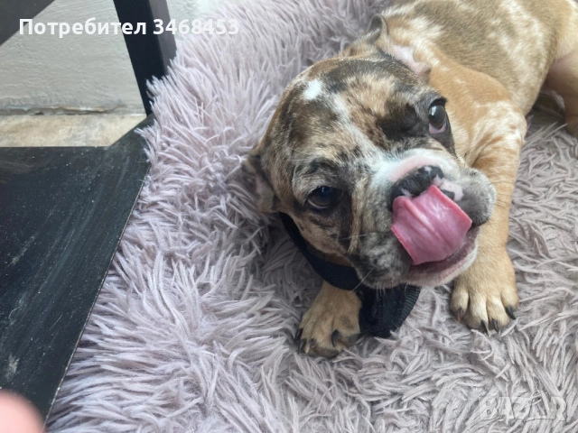 Мъжки френски булдог, снимка 3 - Френски булдог - 53874536