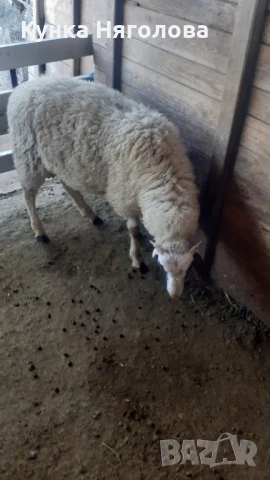 Продавам агнета и овце