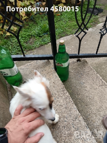 Кученца, снимка 2 - Други - 52370179