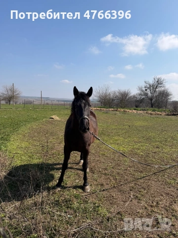 Кобила Дунавка , снимка 2 - Коне - 53846518