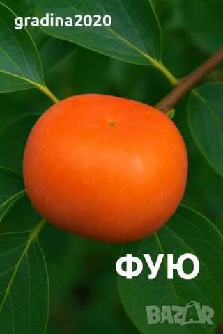  Райска ябълка Налични 4 сорта, снимка 3 - Разсади - 47222307