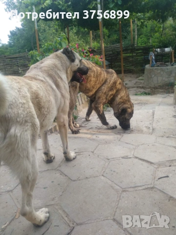 Женски кангал Анадолска овчарка, снимка 6 - Кангал - 53522638