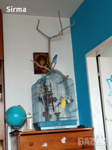 Вълнисти папагали с клетка, хранилка, поилка и играчки, снимка 3 - Папагали - 53307161