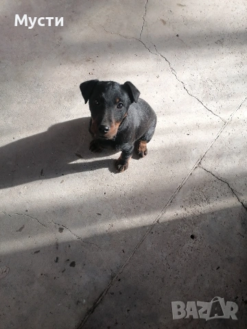 женско ягтериер на 3 месеца