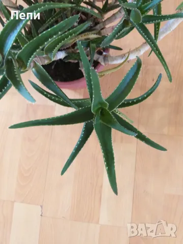 Красиво многогодишно Алое, снимка 6 - Стайни растения - 50374115