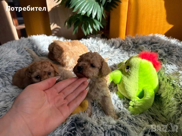 Пудел той, снимка 6 - Пудели - 53755903