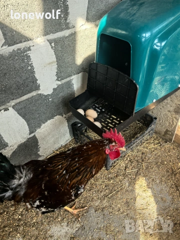 Яйца за люпене от Шведска Цветна Кокошка, снимка 4 - Кокошки и пуйки - 53708567