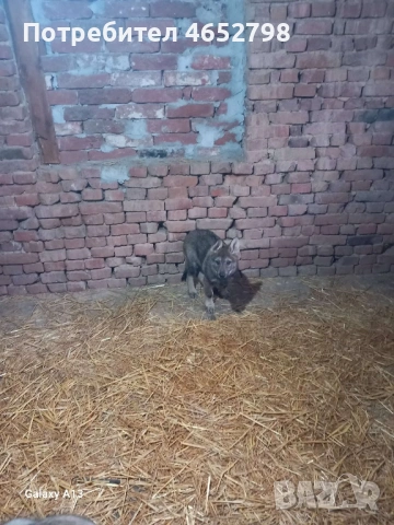 Чехословашки Вълчак, снимка 6 - Други - 53214003