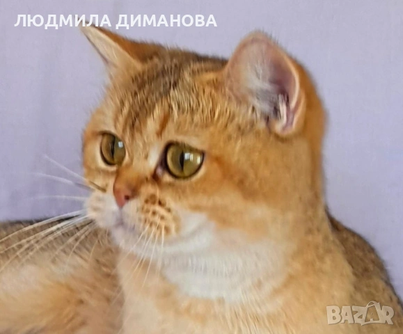 Шотландски златни чинчили. , снимка 14 - Британска късокосместа - 53387343