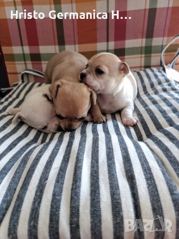 мини чихуахуа, снимка 8 - Чихуахуа - 54158024