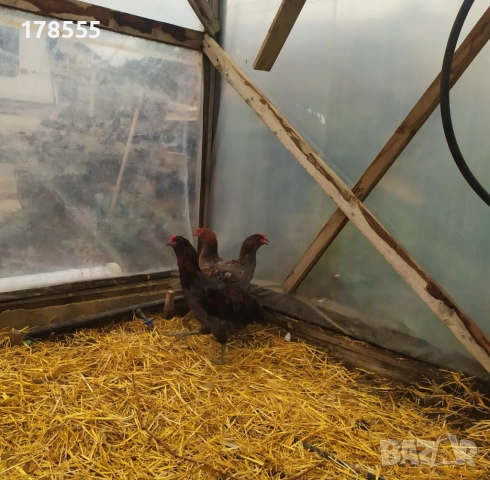 Петли Американска Аракуана!, снимка 5 - Кокошки и пуйки - 51944647