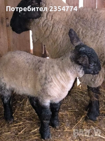 коч, снимка 7 - Овце - 53686364