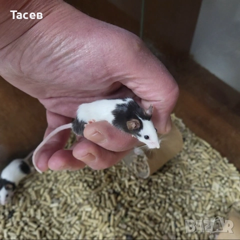 Мишки панда