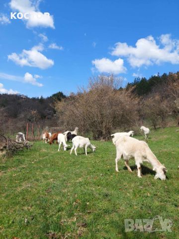продавам кози и пръч, снимка 2 - Кози - 45775977