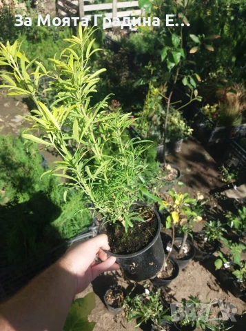 Чойсия - Портокалово цвете, снимка 6 - Градински цветя и растения - 53635435