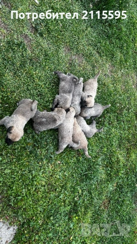 Продавам кангали, снимка 2 - Кангал - 53963577