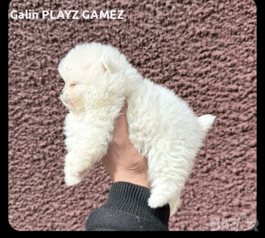 Померан , снимка 2 - Померан - 53969252