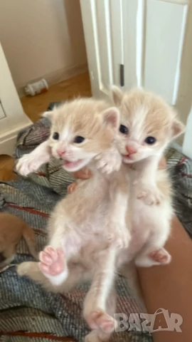 Домашни Полу-Ангорски Котенца + Доставка 60лв, снимка 10 - Ангорски - 40695376
