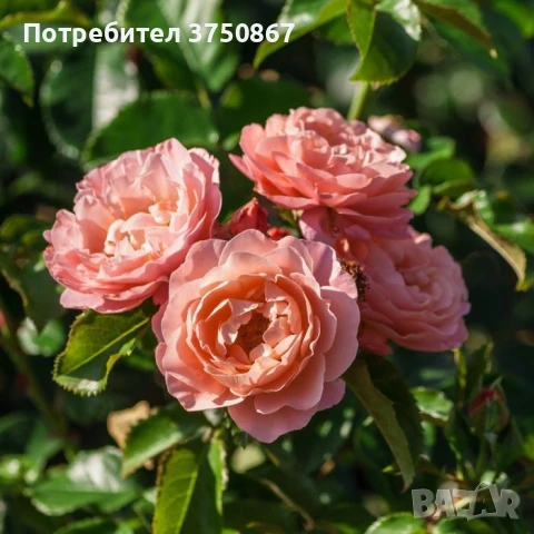 🌹 РОЗА 🌹 MARIE CURIE® Meilomit 🌹 , снимка 2 - Градински цветя и растения - 51162813