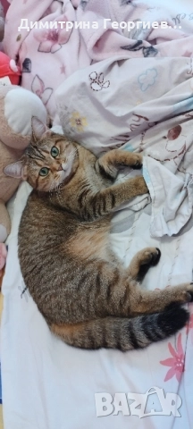 Британско женско коте, снимка 1