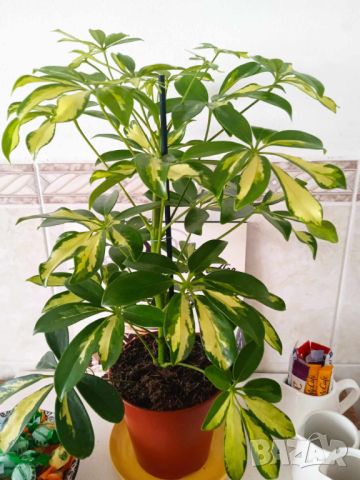 стайно растение от Португалия, снимка 2 - Стайни растения - 45717255