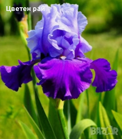Ризоми на ириси 2€брой цвят на късмет от показаните 