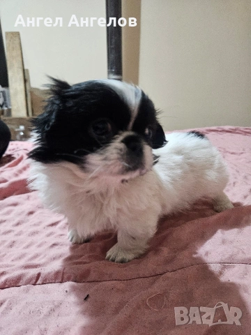 Женски Пекинез